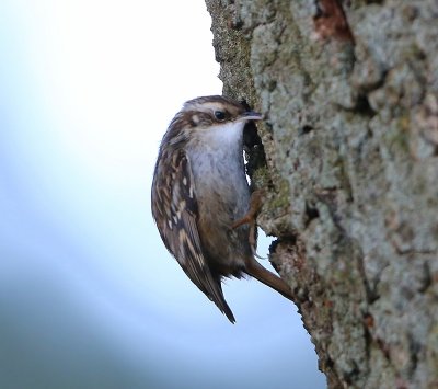 Boomkruiper - Short-toed Treecreeper