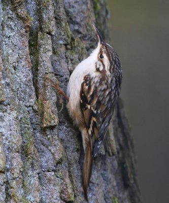 Boomkruiper - Short-toed Treecreeper