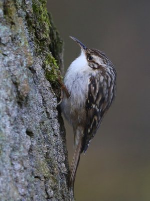 Boomkruiper - Short-toed Treecreeper