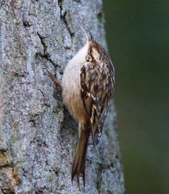 Boomkruiper - Short-toed Treecreeper