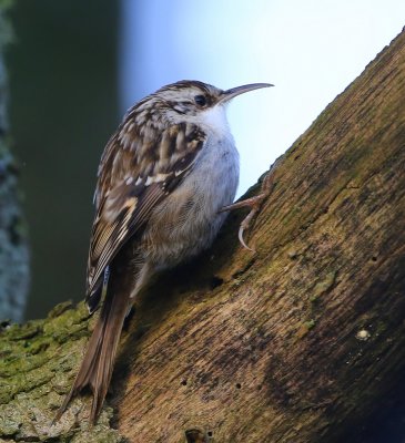 Boomkruiper - Short-toed Treecreeper