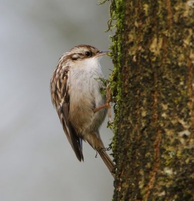 Boomkruiper - Short-toed Treecreeper