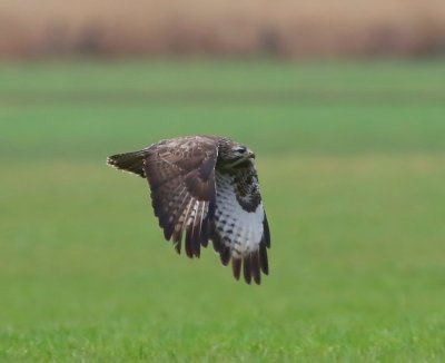 Buizerd - Common Buzzard