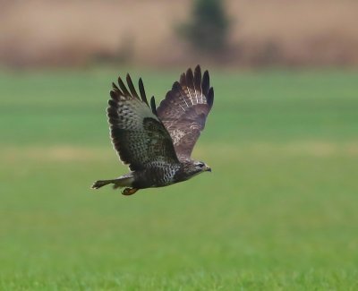 Buizerd - Common Buzzard