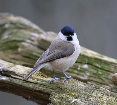 Glanskop - Marsh Tit