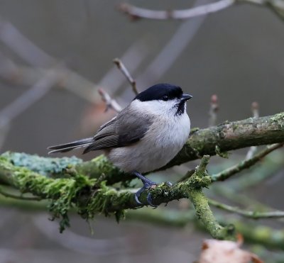 Glanskop - Marsh Tit