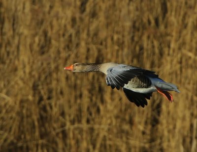 Grauwe Gans - Greylag Goose