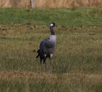 Kraanvogel - Common Crane