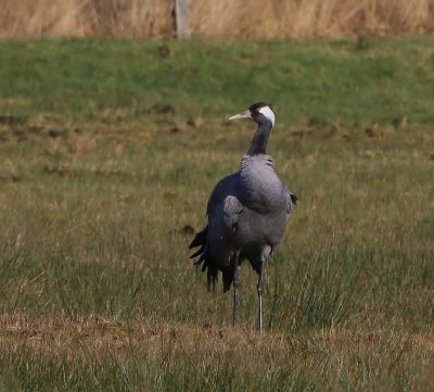 Kraanvogel - Common Crane