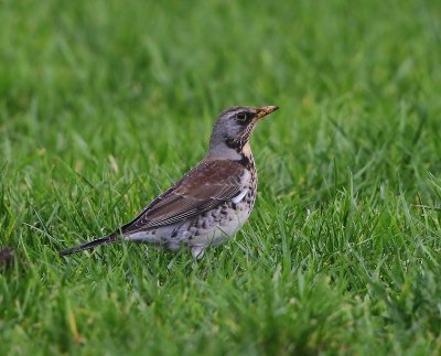 Kramsvogel - Fieldfare
