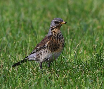 Kramsvogel - Fieldfare