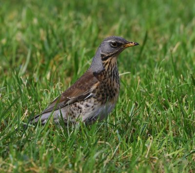 Kramsvogel - Fieldfare