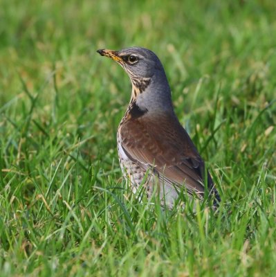 Kramsvogel - Fieldfare
