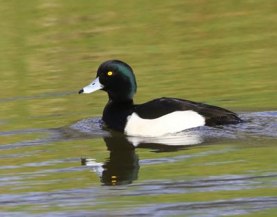 Kuifeend - Tufted Duck