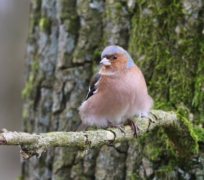 Vink - Common Chaffinch