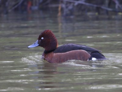 Witoogeend - Ferruginous Duck