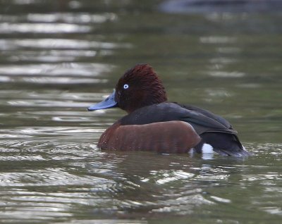 Witoogeend - Ferruginous Duck