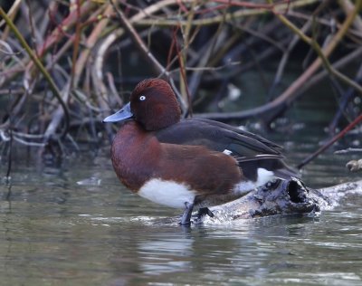 Witoogeend - Ferruginous Duck