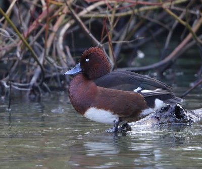 Witoogeend - Ferruginous Duck
