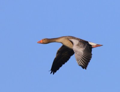 Grauwe Gans - Greylag Goose
