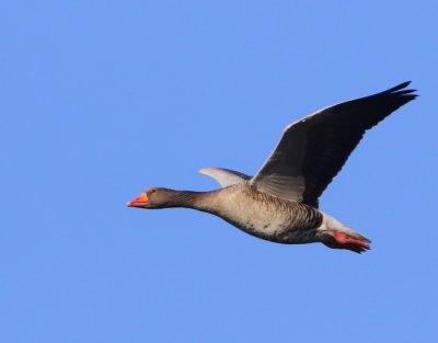 Grauwe Gans - Greylag Goose
