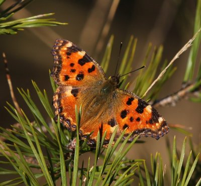 Grote Vos - Large Tortoiseshell