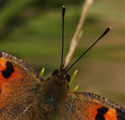 Grote Vos - Large Tortoiseshell