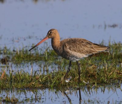 Grutto - Black-tailed Godwit