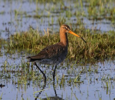 Grutto - Black-tailed Godwit
