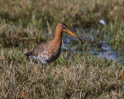 Grutto - Black-tailed Godwit