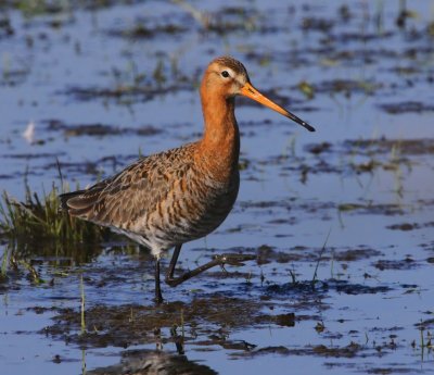 Grutto - Black-tailed Godwit