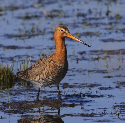 Grutto - Black-tailed Godwit