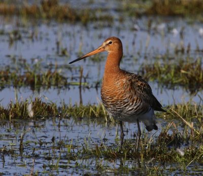 Grutto - Black-tailed Godwit