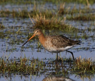 Grutto - Black-tailed Godwit