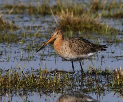 Grutto - Black-tailed Godwit