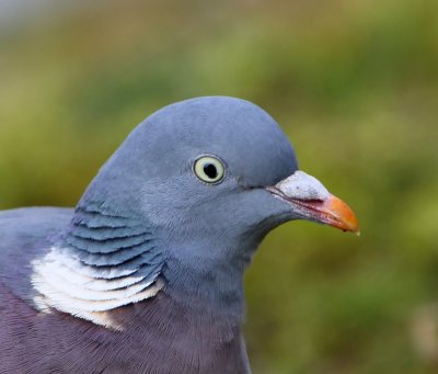 Houtduif - Common Wood Pigeon