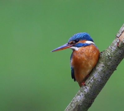 IJsvogel - Common Kingfisher