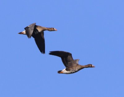 Kolganzen - Greater White-fronted Geese