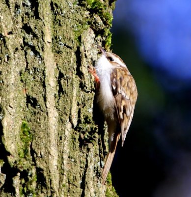 Kortsnavelboomkruiper - Short-beak Treecreeper