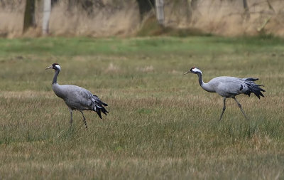 Kraanvogels - Common Cranes