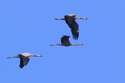 Kraanvogels - Common Cranes