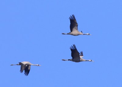 Kraanvogels - Common Cranes