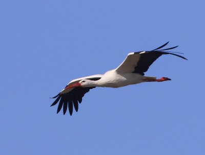 Ooievaar - White Stork