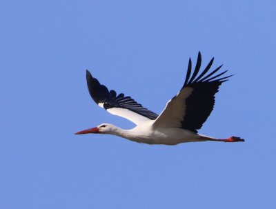 Ooievaar - White Stork