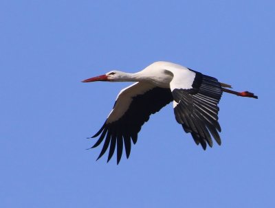 Ooievaar - White Stork