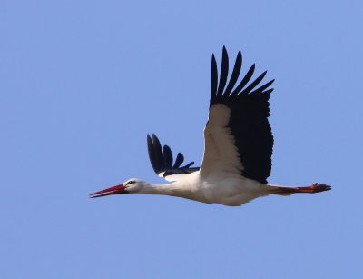 Ooievaar - White Stork