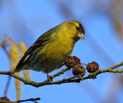 Sijs - Eurasian Siskin