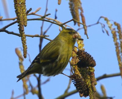 Sijs - Eurasian Siskin