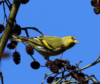 Sijs - Eurasian Siskin