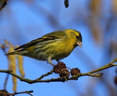 Sijs - Eurasian Siskin